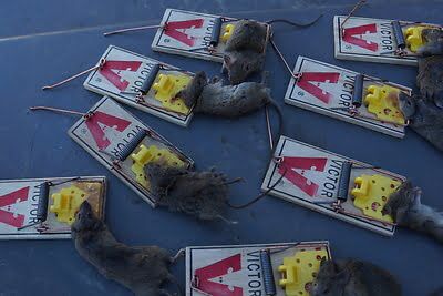 mouse trapping